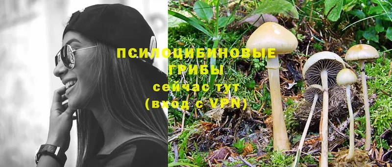 Псилоцибиновые грибы Cubensis  цены   Абинск 